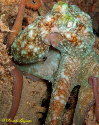Common Octopus at Escambrón night dive. by Ricardo Guzman 